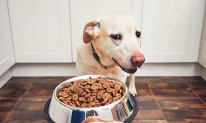 改变狗狗饮食该怎么做