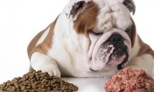 如何让狗可以不吃狗粮呢