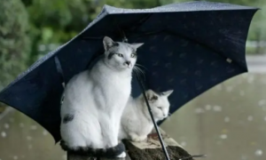 为什么猫咪怕雨伞呢