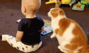 猫咪为什么护着婴儿