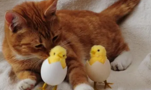 猫咪和小鸡可以一起养吗