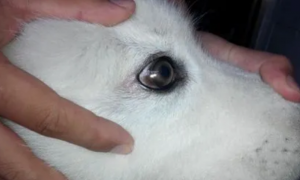 狗狗瞳孔为什么经常变化呢