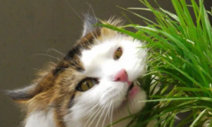 菊科植物对猫咪有害嘛