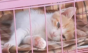 为什么猫咪想睡笼子里