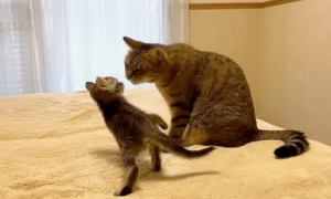 猫咪为什么会打它的孩子呢