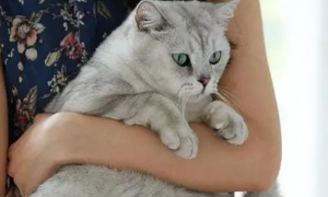 为什么猫咪喜欢抱着主人