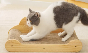 猫为啥喜欢猫抓板