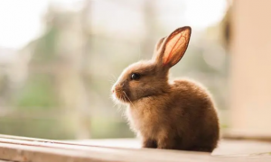 什么属相不能养兔子