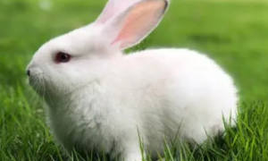 兔子可以不喂兔粮吗