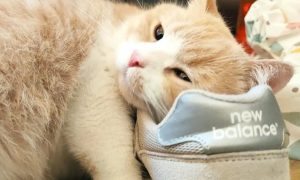 猫咪为什么会去蹭鞋子