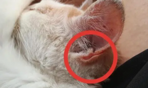 猫咪耳朵为什么会弹出水珠