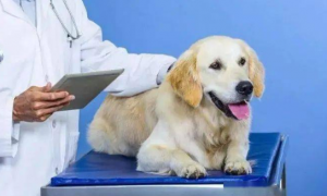 动物医学和宠物医学哪个好点