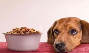 狗狗为什么突然不吃狗粮了呢