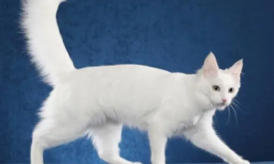 纯白色的猫是啥品种