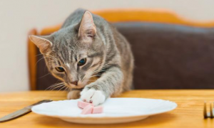 为什么猫咪什么都不吃