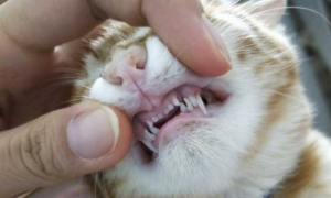 为什么猫咪换牙后不长了