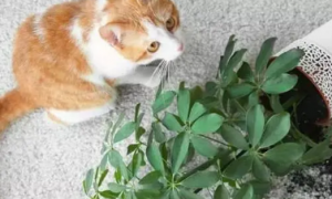 养猫不能养的绿植
