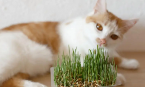 猫草用天天吃吗