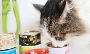 为什么说猫咪不吃主食罐头的原因