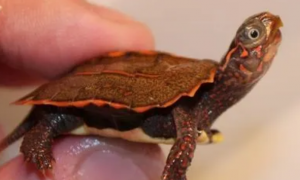 枫叶龟是保护动物吗