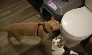 为什么猫咪喜欢在卫生间守着
