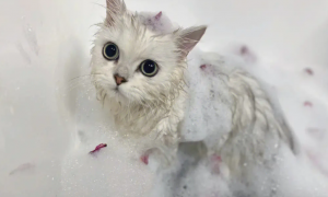 怎么给小猫洗澡