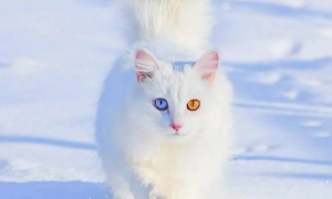 为什么异瞳猫咪多是白猫