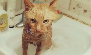 家里的猫咪为什么怕洗澡