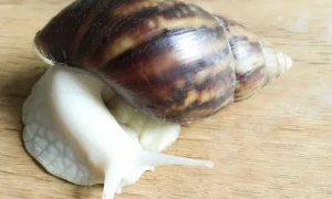 白玉蜗牛为什么禁养