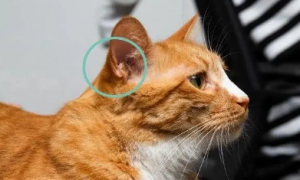 猫咪的耳朵为什么会响动来动去