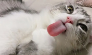 猫咪的舌头为什么有点白色