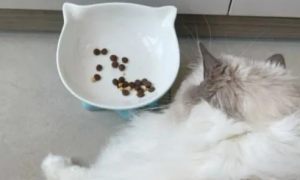 猫咪为什么总剩饭吃呢