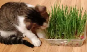 猫草有什么好处