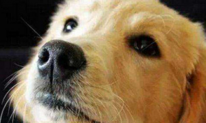 狗狗鼻子为什么比人灵敏