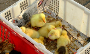 街上卖的小鸭子一般出生几天
