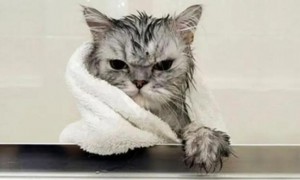 有些猫咪不能洗澡吗为什么呢