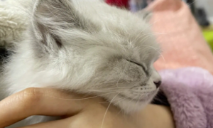 猫咪为什么摸脖子睡觉