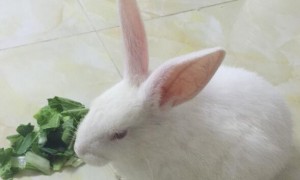 兔子一天不拉屎但正常吃东西