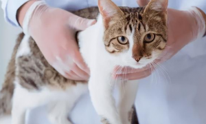 为什么猫咪会患黄疸呢