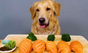 三文鱼怎么给狗狗吃最好