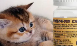 猫用利尿通成分