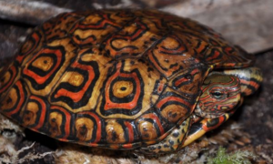 木纹龟是陆龟吗
