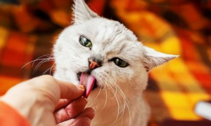 猫咪为什么喜欢舔人眼睛
