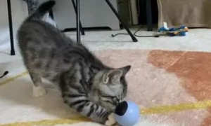 猫咪为什么把玩具给我玩呢