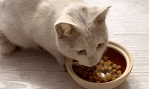 猫咪是怎样消化狗粮