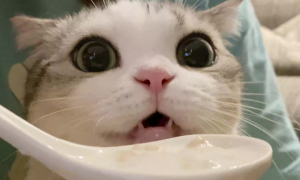 酸奶给猫喝了会怎样