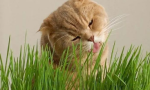 猫草是不是小麦草