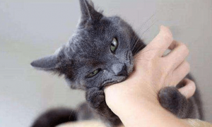 猫咪为什么有时候会挠人咬人呢