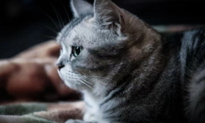 怎么判断猫咪有分离焦虑症