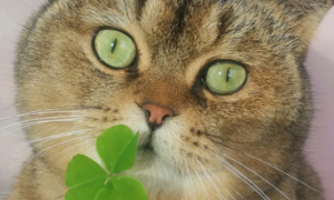 猫吃了三叶草会有问题吗